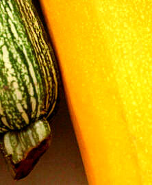 Que faire avec des courgettes ? Nos meilleures recettes